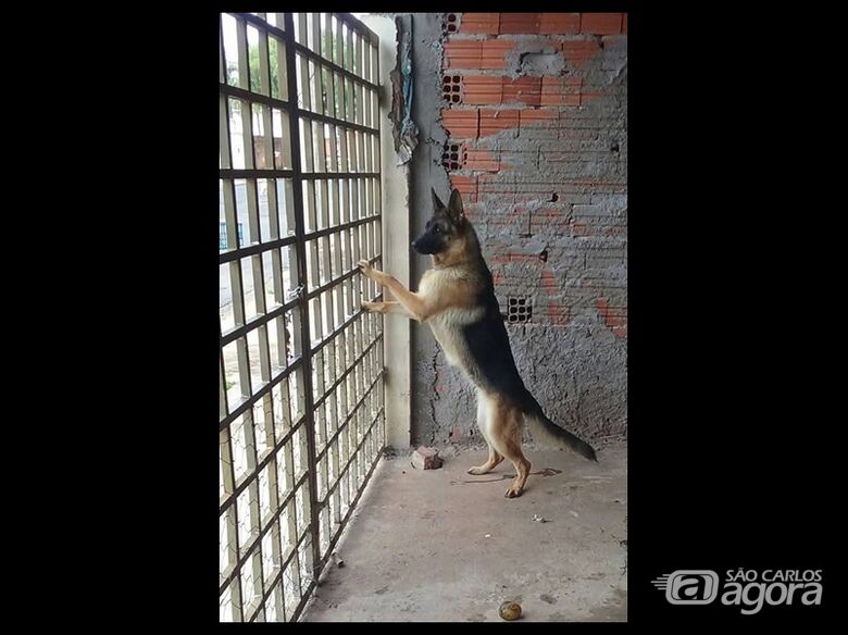 Homenagem da Funerais Pet a cachorrinha Giza - 