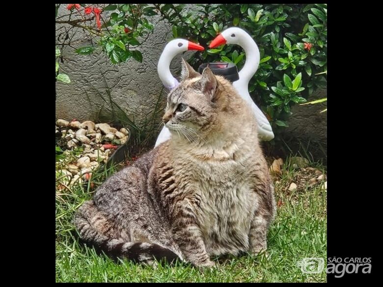 Homenagem da Funerais Pet a gatinha Brigite - 