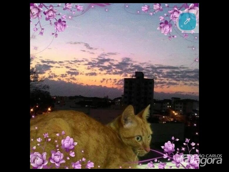 Homenagem da Funerais Pet ao gatinho Gaspar - 