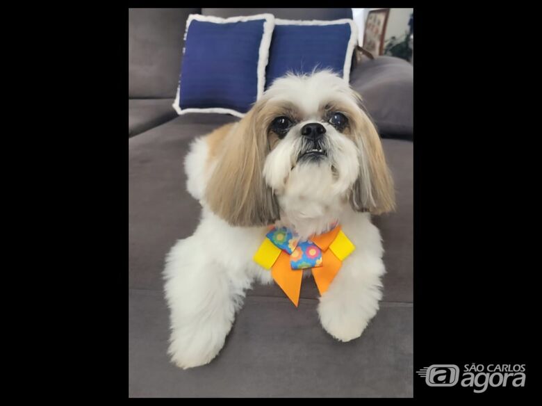 Homenagem da Funerais Pet ao cachorrinho Juca - 