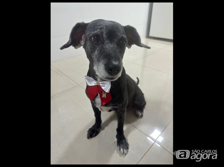 Homenagem da Funerais Pet a cachorrinha Nina - 