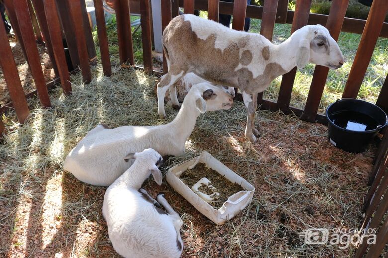 Alunos de escolas municipais e instituições vivenciam experiência inclusiva na Fazendinha do Top Ranch - 