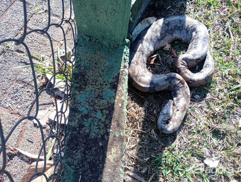 Jibóia é vista próxima ao shopping Iguatemi -