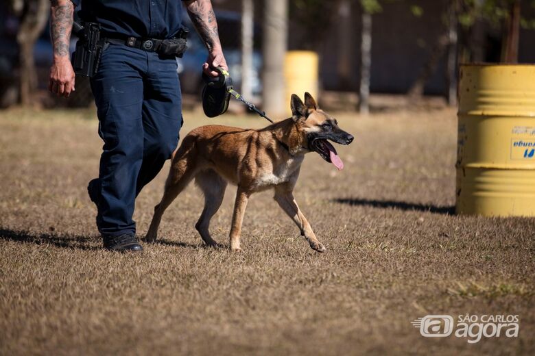 Cadela Índia auxilia Guarda Municipal na apreensão de quase 9 kg de drogas em São Carlos no primeiro semestre - 