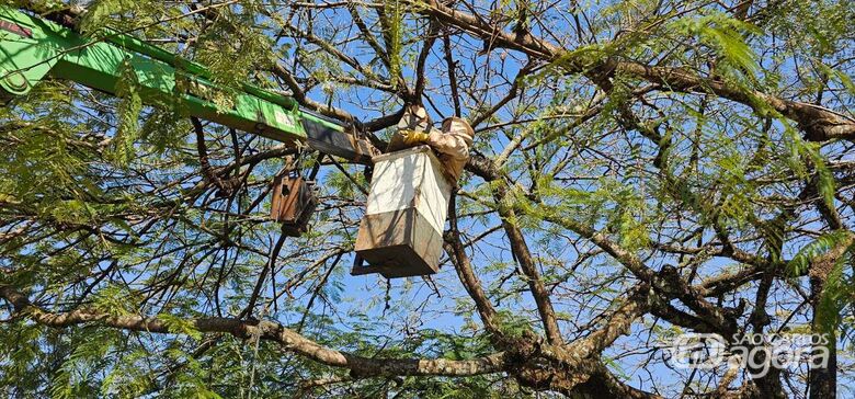 Defesa Civil remove enxames de abelhas em praças de Ibaté -