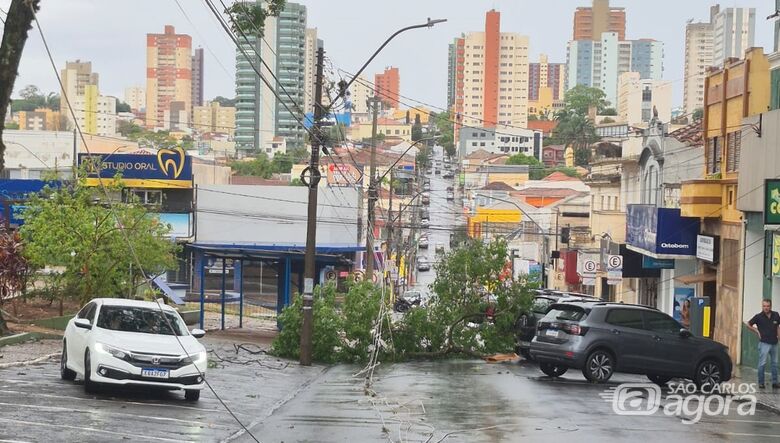Árvore caiu na rua Nove de Julho - Crédito: SCA