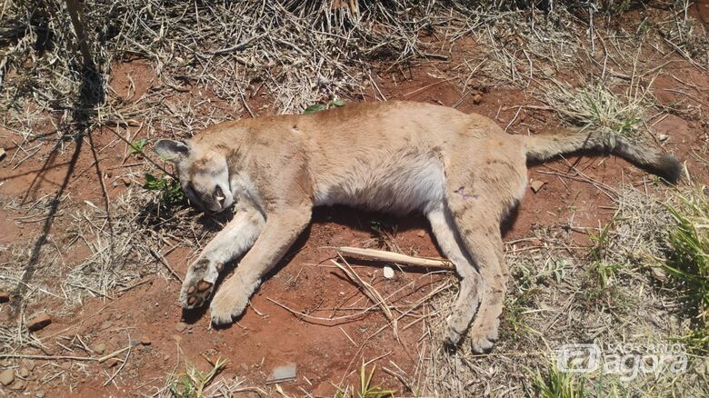Onça parda é encontrada morta às margens da estrada do 29 - Crédito: Whatsapp SCA
