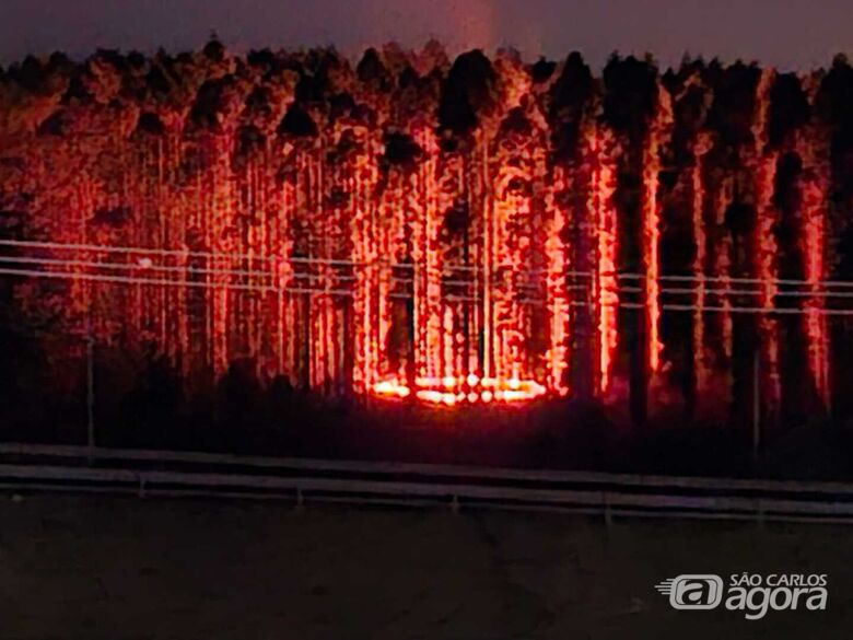 Incêndio atinge plantação de eucaliptos às margens da Washington Luís - Crédito: SCA