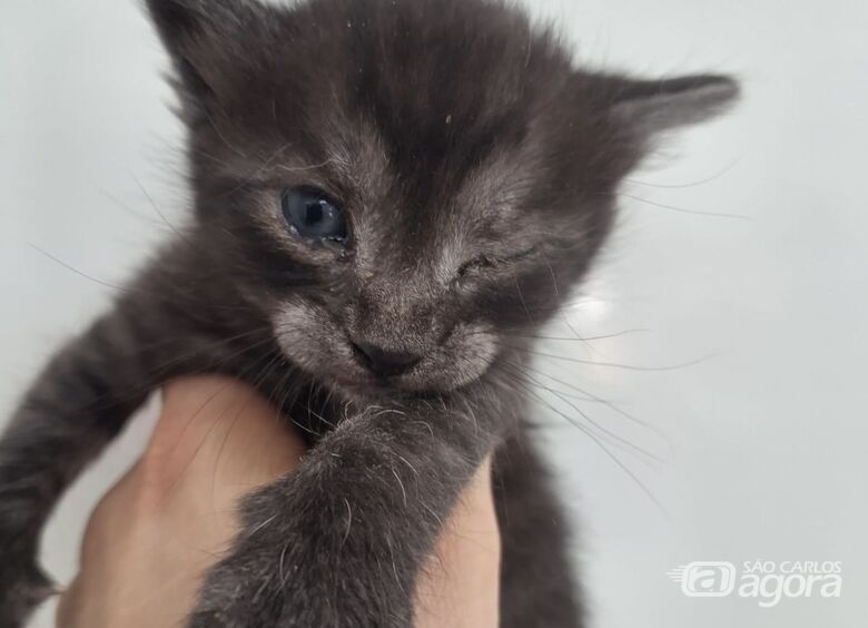 Gatinho resgatado  - Crédito: Divulgação 