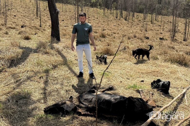 Animais morrendo de fome e sede, denuncia vereador Elton Carvalho - Crédito: Divulgação 