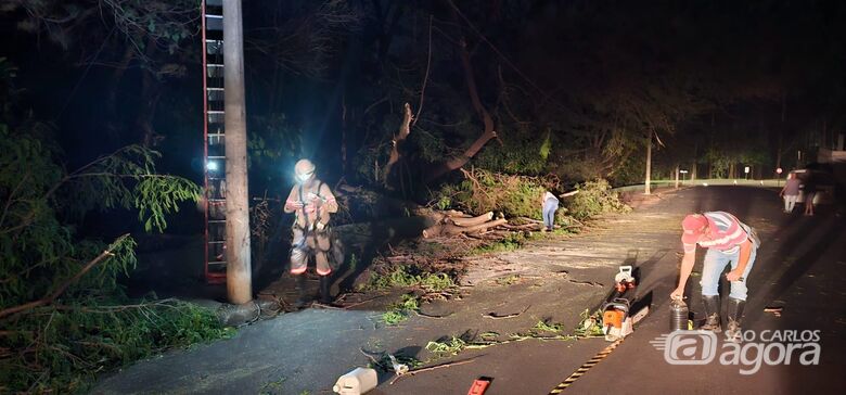 Queda de árvore interdita via pública e causa interrupção de energia em Ibaté -