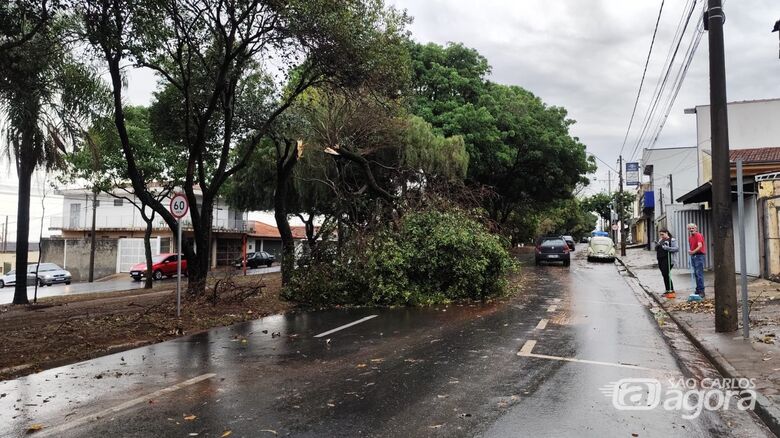 Árvore caída na rua Larga - 