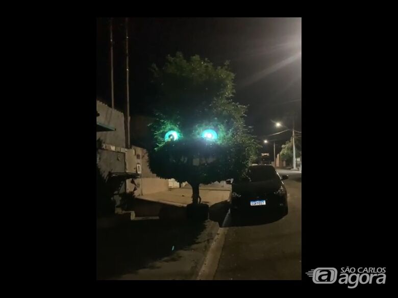 Árvore "boneco" ganha iluminação e vira atração no Douradinho - Crédito: reprodução