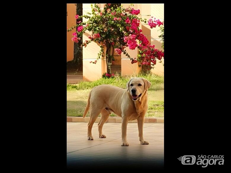 Homenagem da Funerais Pet aos cachorrinhos Kill e Ratty - 
