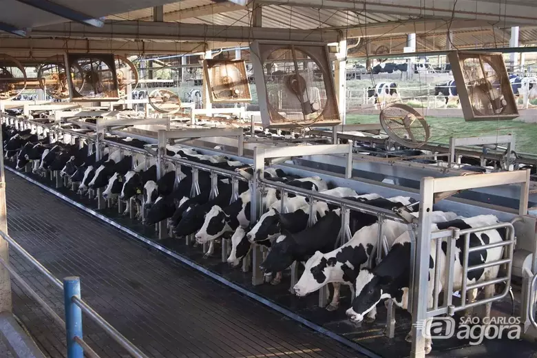 "Descalvado no topo: Fazenda Santa Rita está entre as 10 maiores produtoras de leite do Brasil, com mais de 23 milhões de litros comercializados em 2024." - Crédito: divulgação