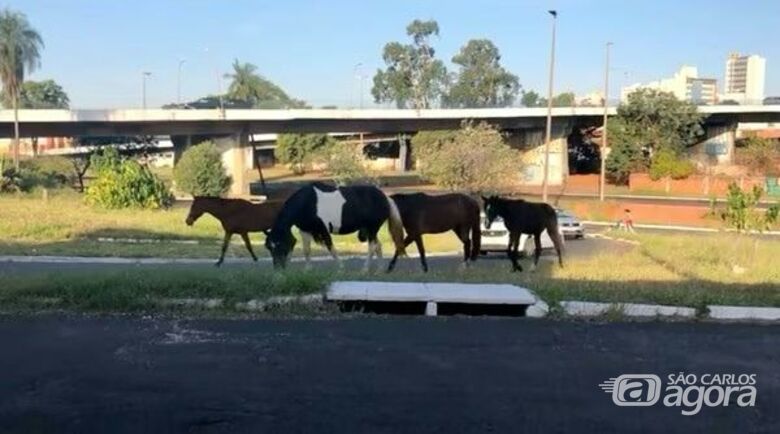 Animais soltos em via pública - Crédito: divulgação