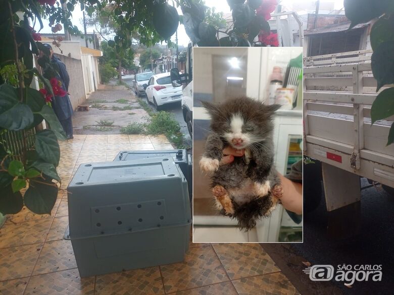 Um dos gatos resgatados - Crédito: Maycon Maximino