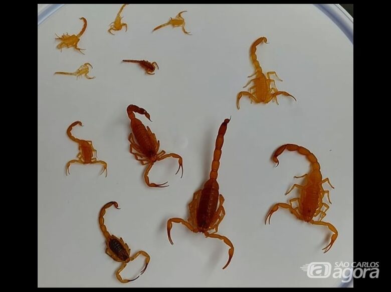 Moradores denunciam aparecimento de escorpiões no Jardim São Carlos -