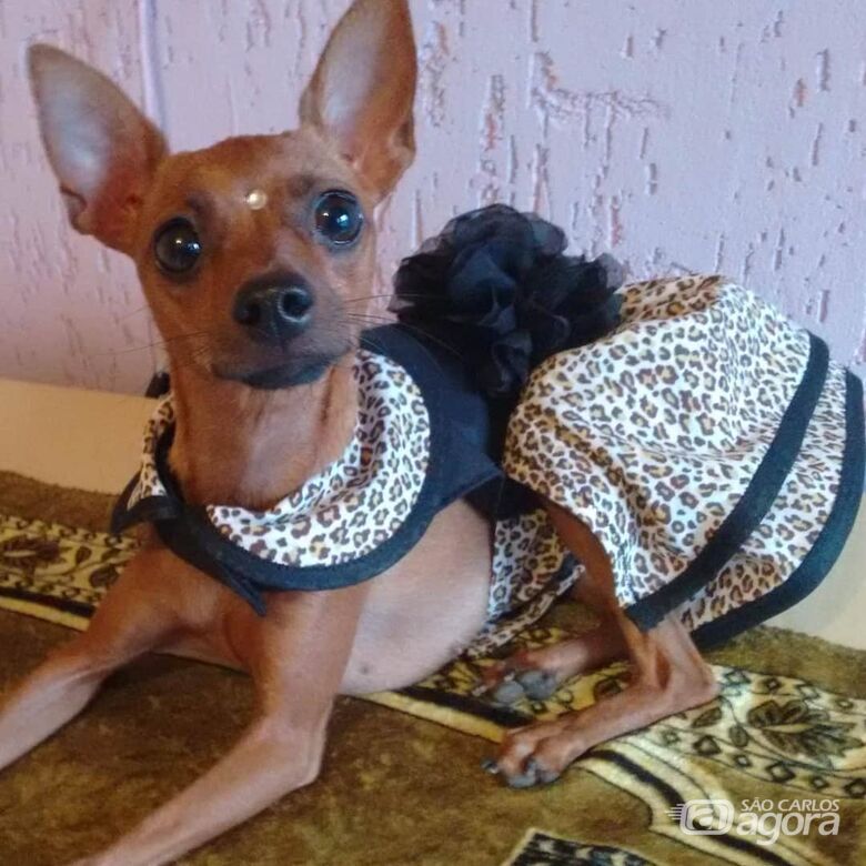 Homenagem da Funerais Pet a cachorrinha Luana - 