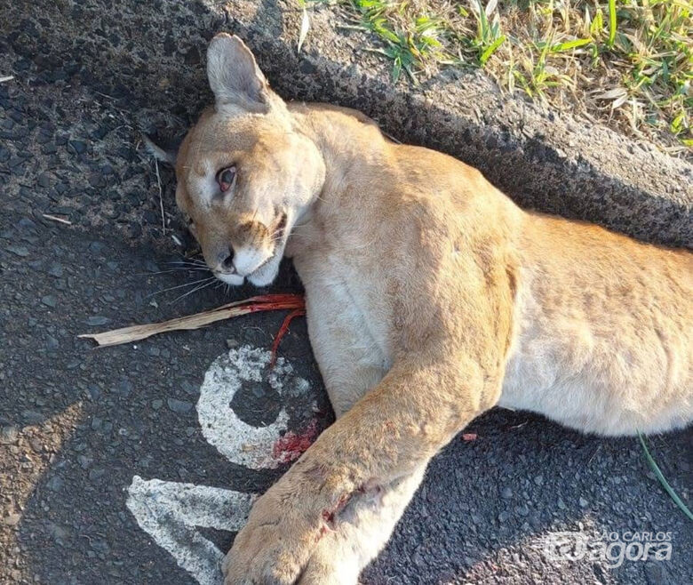 Onça-parda morre atropelada na Rodovia Washington Luís - Crédito:  Fonte e fotos: Maury JR / Matão Urgente