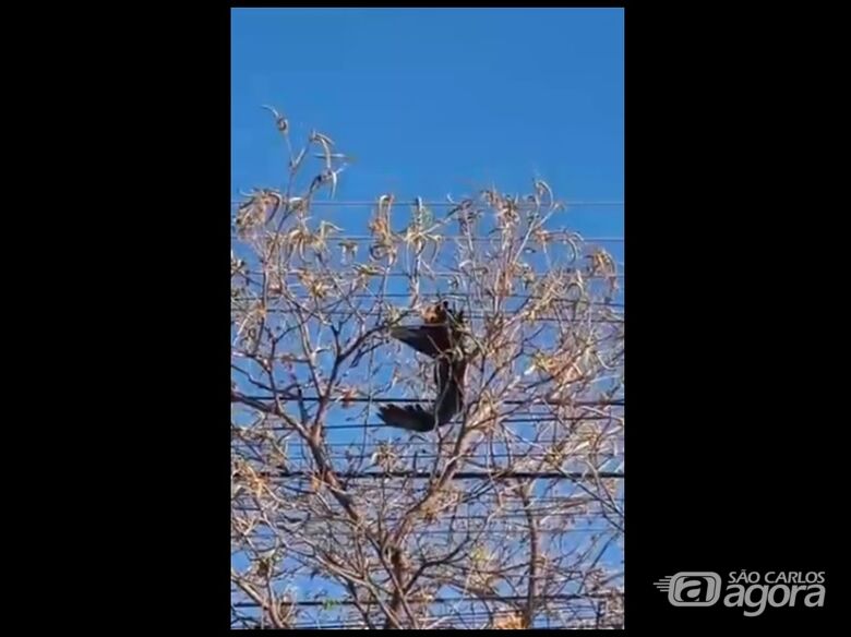 Urubu provoca curto-circuito e deixa moradores sem energia na rua 13 de Maio - Crédito: Davi Rodrigues