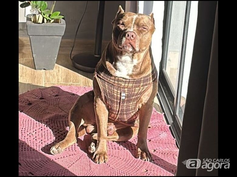 Homenagem da Funerais Pet ao cachorrinho Dylan e Thor - 