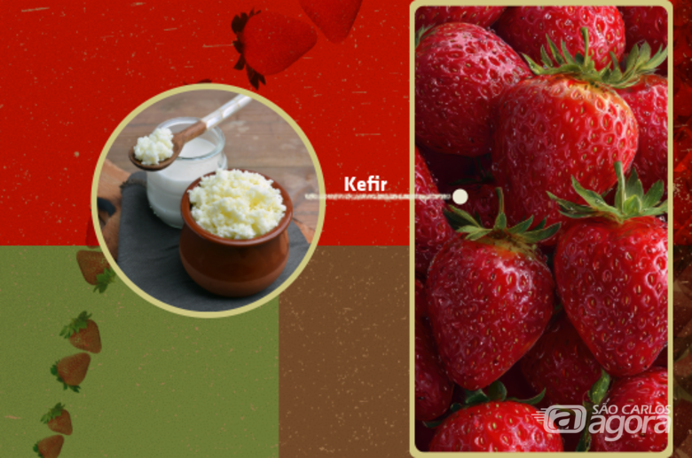 Pesquisa da UFSCar avalia potencial do kefir para prolongar a vida útil de morangos -