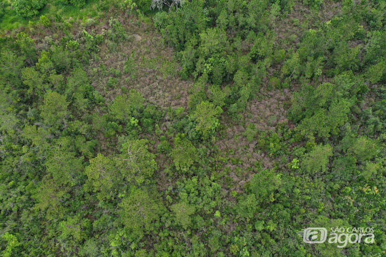 Estudo da UFSCar com sensoriamento remoto e Inteligência Artificial auxilia no diagnóstico de espécies invasoras - Crédito: Giovanna de Andrade Ferreira