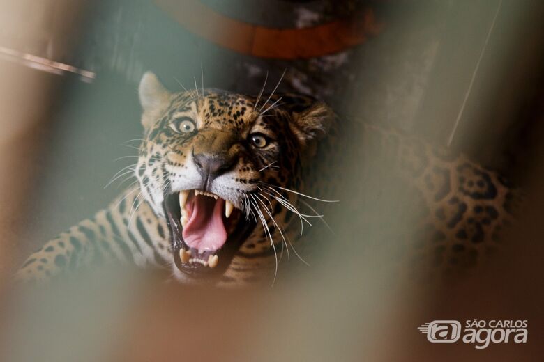 Parque Ecológico de São Carlos celebra 49 anos com programação especial -