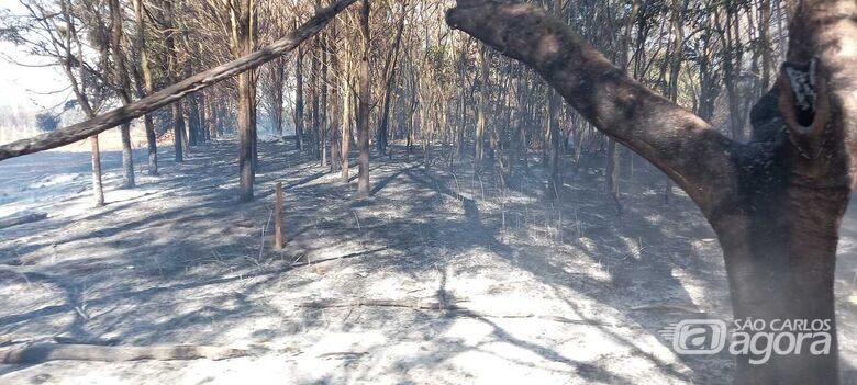 Incêndio de grandes proporções atinge região rural de São Carlos - Crédito: Maycon Maximino