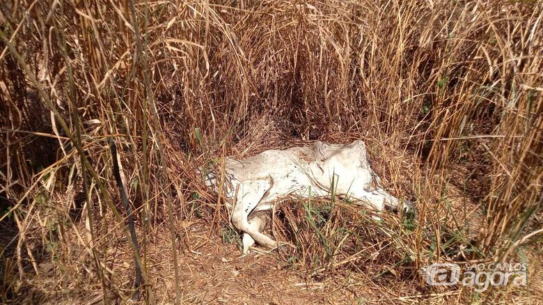 Secretaria de bem-estar animal adota providências após denúncia de abandono de animais -