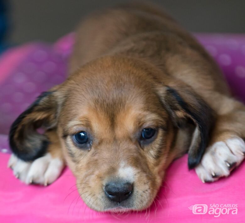 15&ordm; Feira de adoção de cães e gatos acontece neste sábado no Canil - 