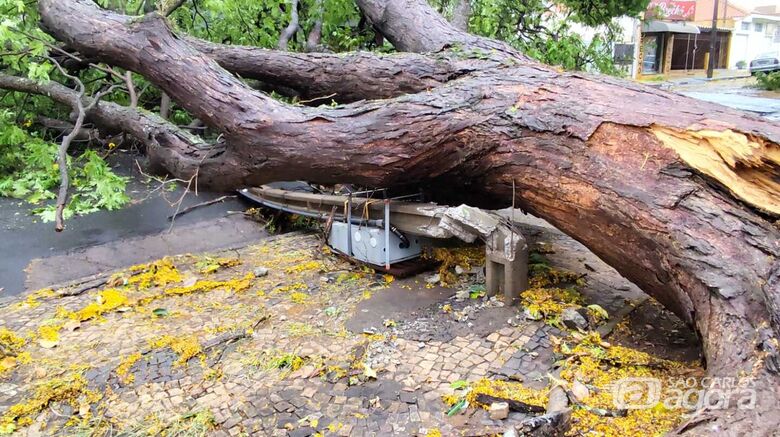 Chuva provoca queda de árvores na Vila Prado - Crédito: Maycon Maximino