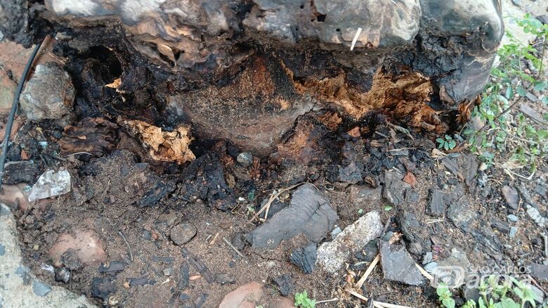 Árvore cai e deixa moradores sem energia no Antenor Garcia - Crédito: Enry/ WhatsApp SCA