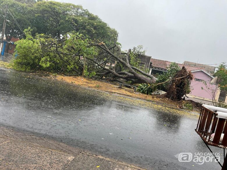 Mais árvores caem durante temporal em São Carlos -