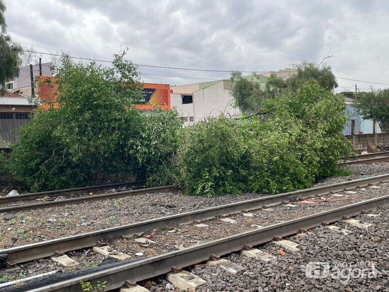 Temporal provoca queda de árvore e pontos de alagamento no CDHU - Crédito: Lourival Izaque