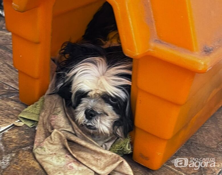 Cão vítima de maus-tratos é resgatado em ação conjunta da Prefeitura e Polícia Militar - 