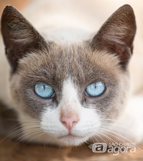 Feira de Adoção de cães e gatos acontece neste sábado no Canil - 