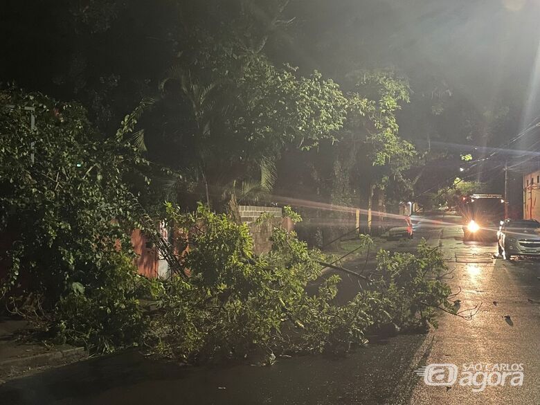 Árvore com risco de queda interdita rua no Santa Felícia - Crédito: Lourival Izaque 