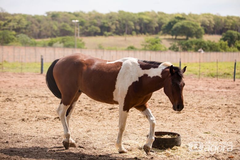 Cavalo poderá ser adotado - Crédito: divulgação 