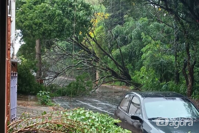 Vento forte derruba árvores no Jardim Santa Paula - Crédito: Whatsapp SCA