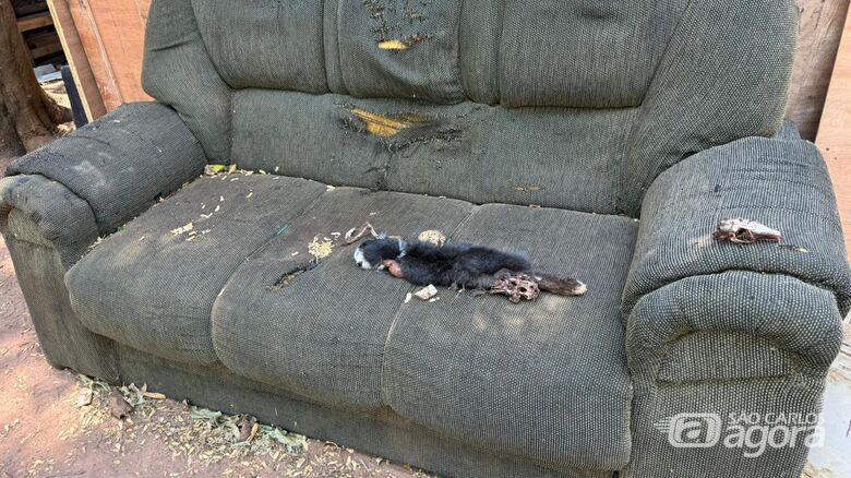 Denúncia de Elton Carvalho resulta em resgate de mais de 40 animais em São Carlos - Crédito: divulgação