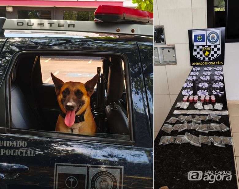 K9 Índia localiza sacola com cocaína, maconha, skank e haxixe em São Carlos - Crédito: divulgação