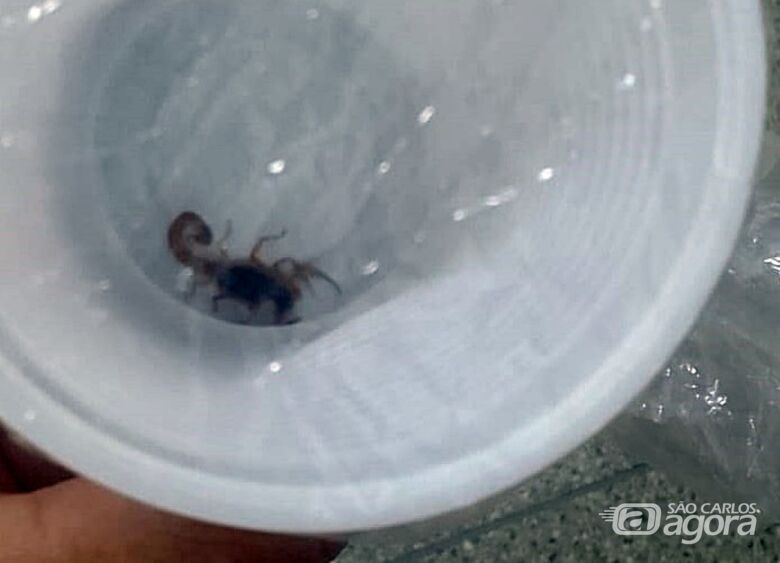 Escorpião foi capturado - 