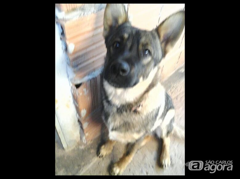 Homenagem da Funerais Pet a cachorrinha Chquinha - 