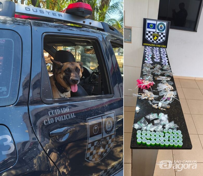 Cadela K9 Índia ajuda GCM a localizar grande quantidade de drogas no Santa Angelina - 