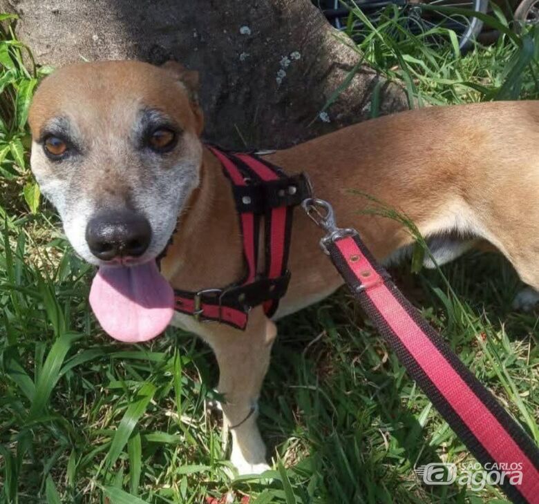 Homenagem da Funerais Pet ao cachorrinho Toddy - 