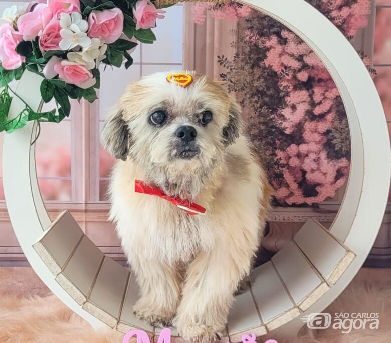 Homenagem da Funerais Pet aos pets Freddy e Belinha - 