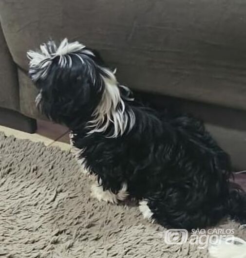 Homenagem da Funerais Pet a cachorrinha Maia -