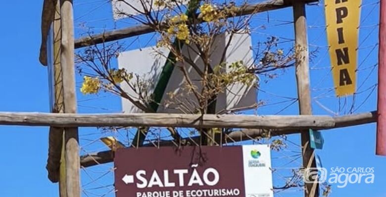 Vereadora Bete do Broa faz campanha para "libertar" ipê-amarelo - Crédito: Divulgação 